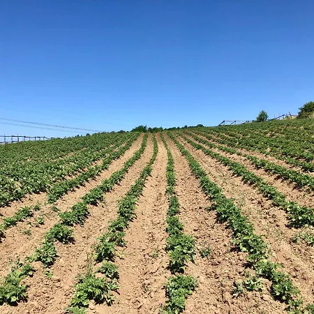 Casale Sovrastante Il Di Bolsena Affittacamere *
